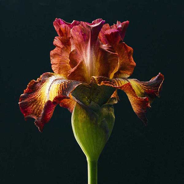 Red Iris with Black Square Background
