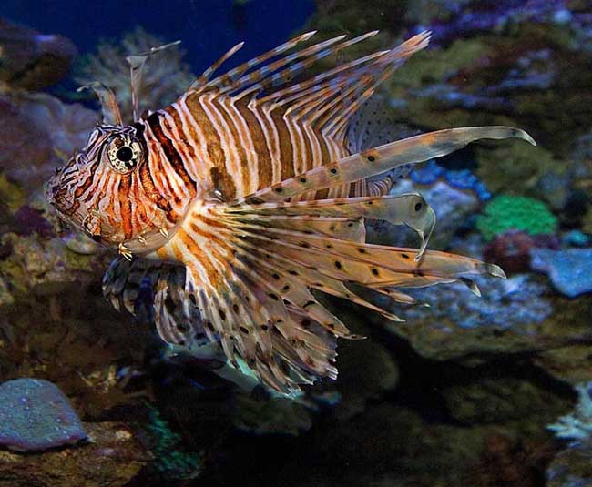 Beautiful Striped Tropical Fish