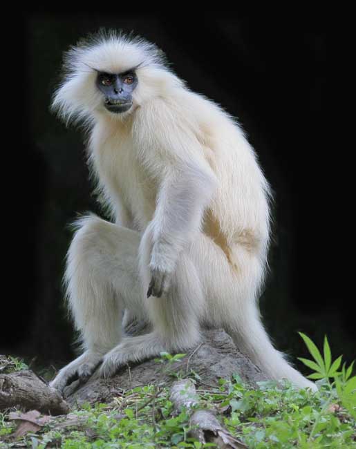 Photo of White Monkey