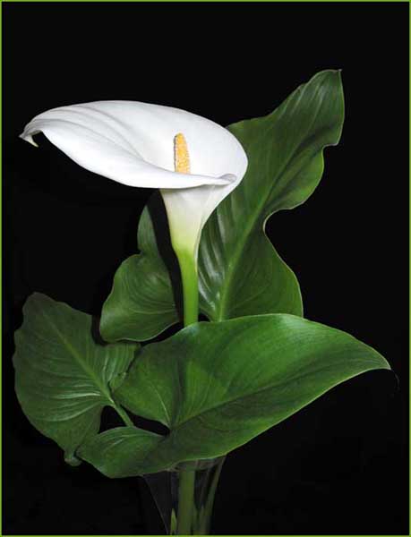 Photo of Calla Lilly