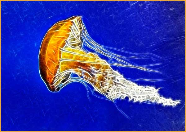 Sea Nettle on Bright Blue Background