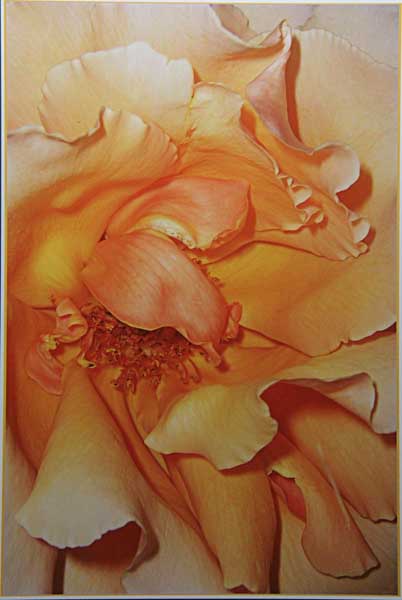 Macro shot of apricot colored rose
