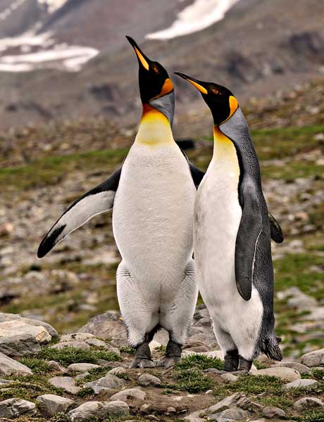 Two Penguins