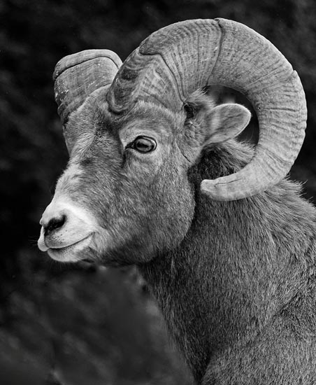 Head of a Bighorn sheep