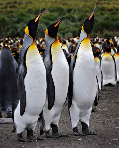 Three penguins standing abreast