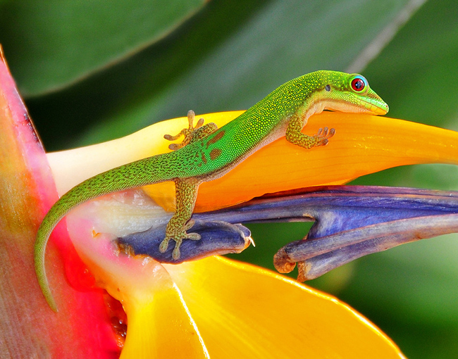 Gecko on Leaf