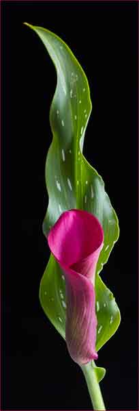 Pink_Canna_Lily