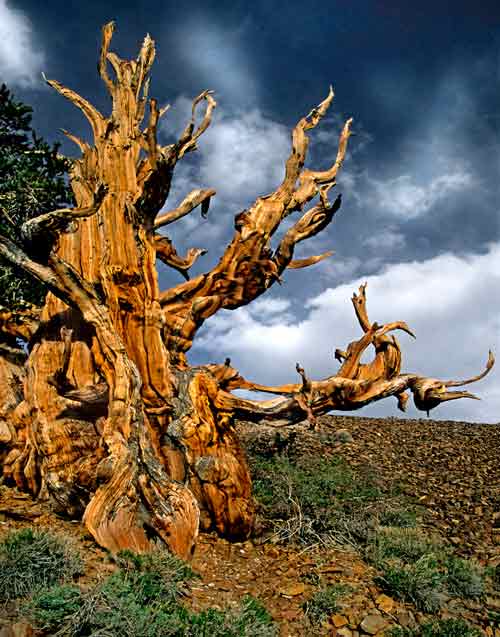 Bristlecone Limb against Stormy Background