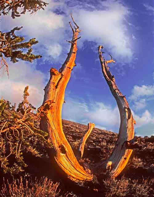 Sunrays on Bristlecone Pine Limb