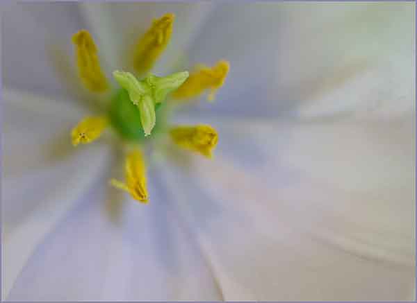 Center of a White Flower
