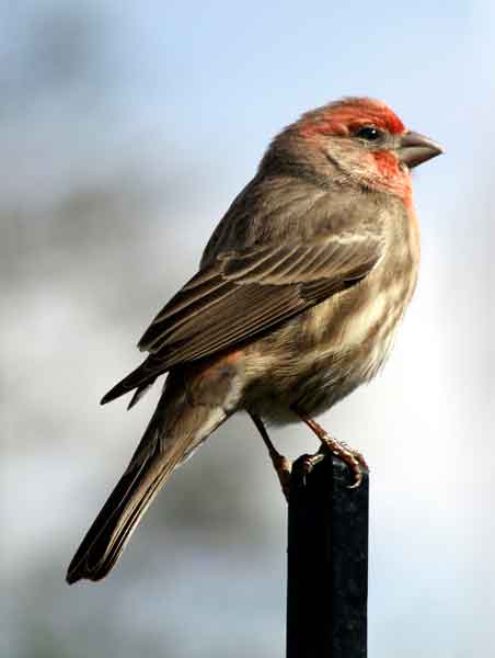 Small Bird with Red Markings on Head