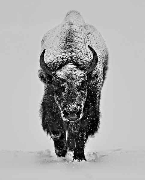 Large Bison in Snow Storm