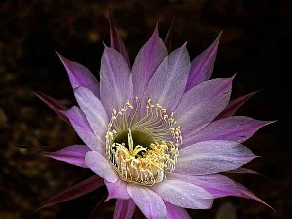 Cactus blossom with lavender-tinged petals