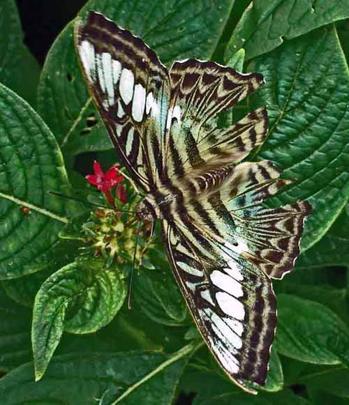 Butterfly on Green Leaves