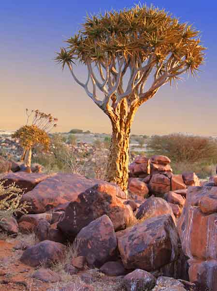 Quiver trees and desert rocks