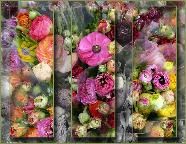 Ranculas in flower stall with tryptich effect applied