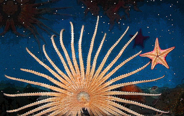 Sea Urchin and starfish against a dark sky background