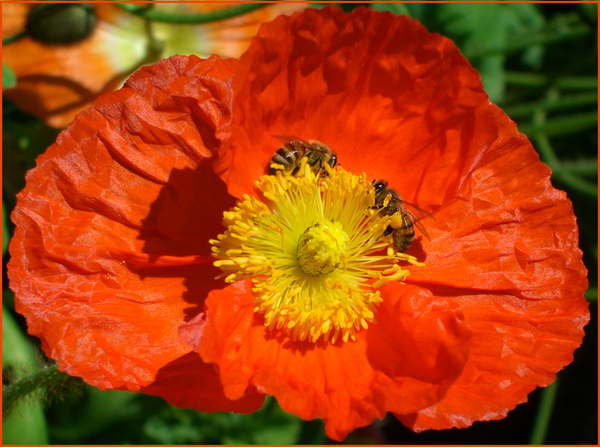 Two bees gathering pollen from an orange poppy