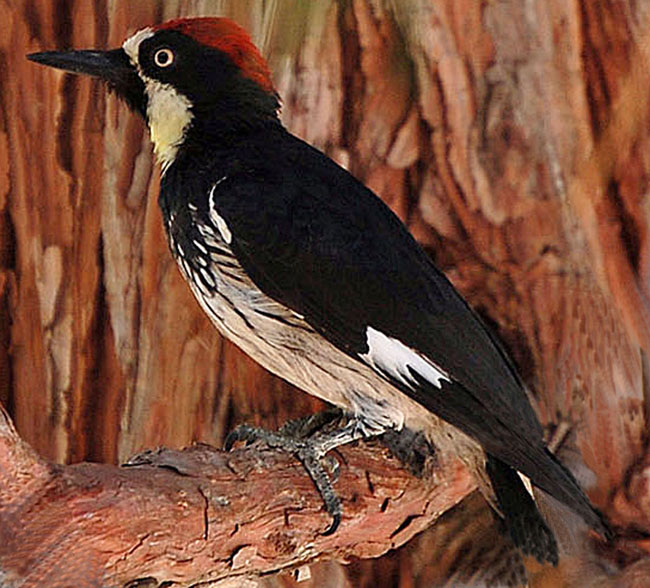 acorn woodpecker