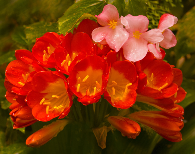 Orange Clivia with Three Pink Blossoms at Top