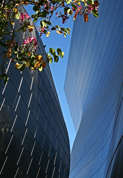 Disney Concert Hall with blossoms