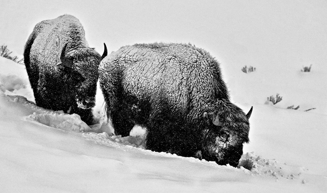 Two frost-covered buffalo foraging for food