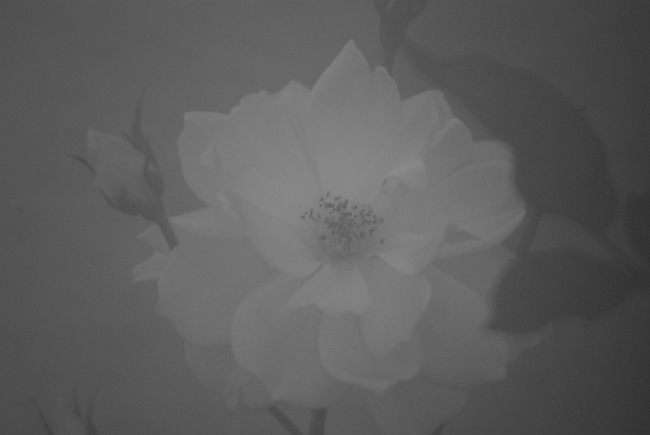 Delicate white rose in a misty fog