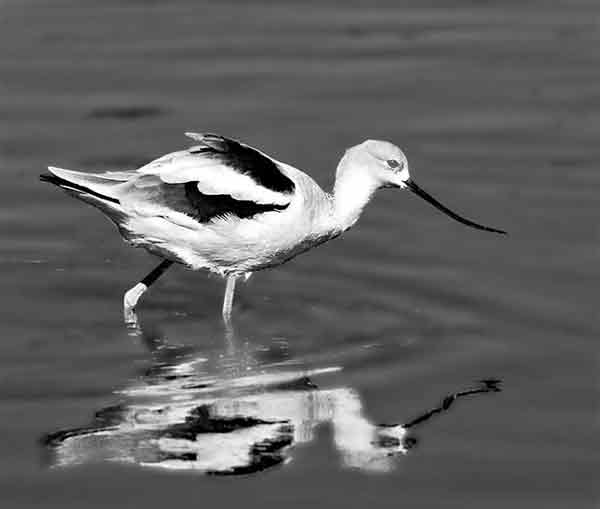 Avocet in water with shadow
