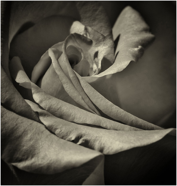 Macro shot of a rose