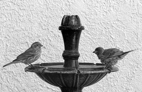 Two birds on opposite sides of a drinking fountain