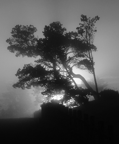 Tree seen through fog
