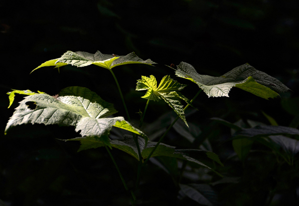 light shining on broad green leaves with dark background