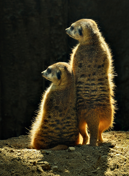 Two Backlit Meercats
