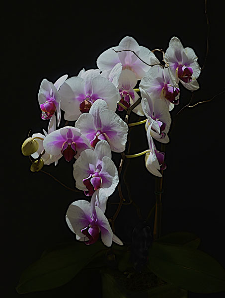 White and purple orchids on a black background