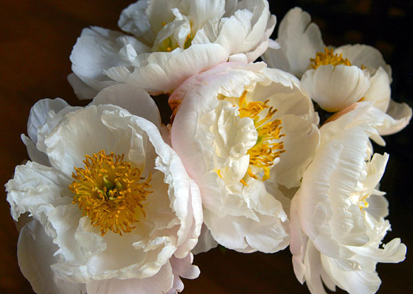 Group of white peonies with dark background