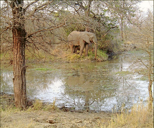 African elephant by the side of a large pond