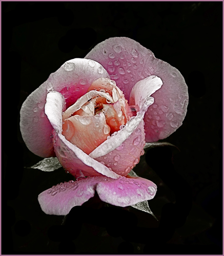 Luminous Pink Rose Covered with Raindrops