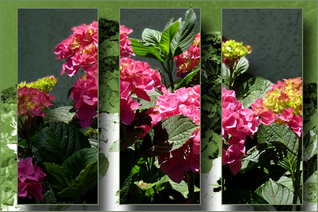 Triptych of Hot Pink Flowers