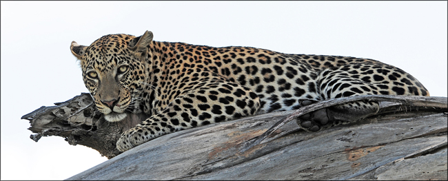 Leopard Reclining on Tree Branch