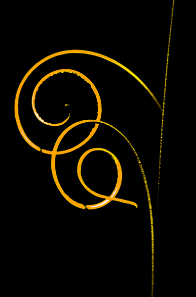 Gold scrolls on a black background