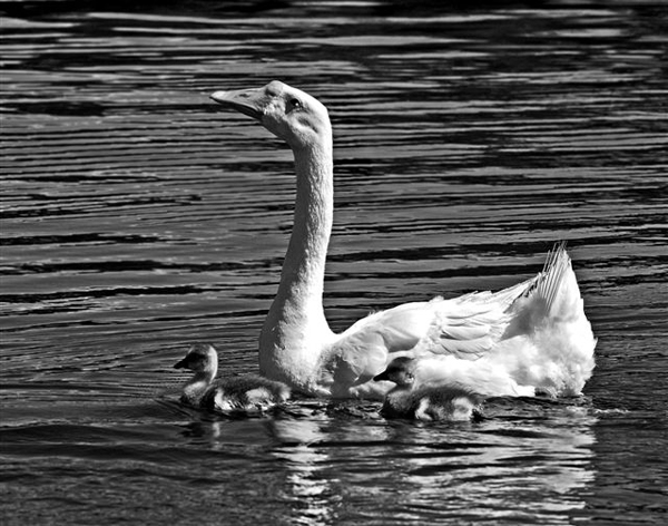 Mother swan swimming with babies