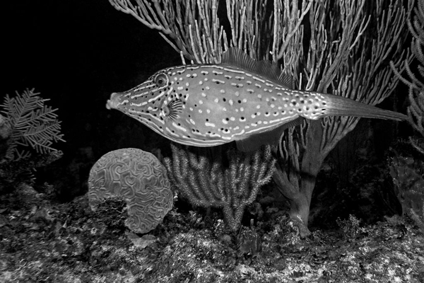 Underwater photo of scrawled filefish