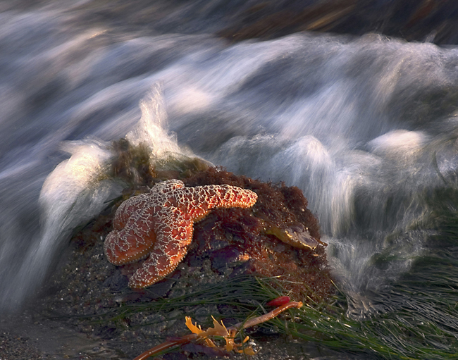 Starfish on rock with slow motion waves