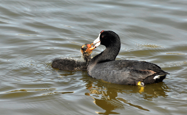 Mother water fowl feeding baby
