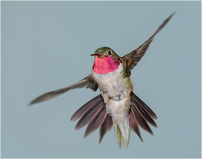 Anna hummingbird in flight