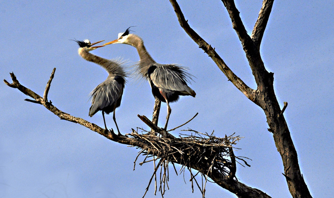 Two large birds on a tree branch