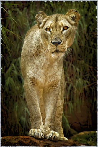 Lean lioness