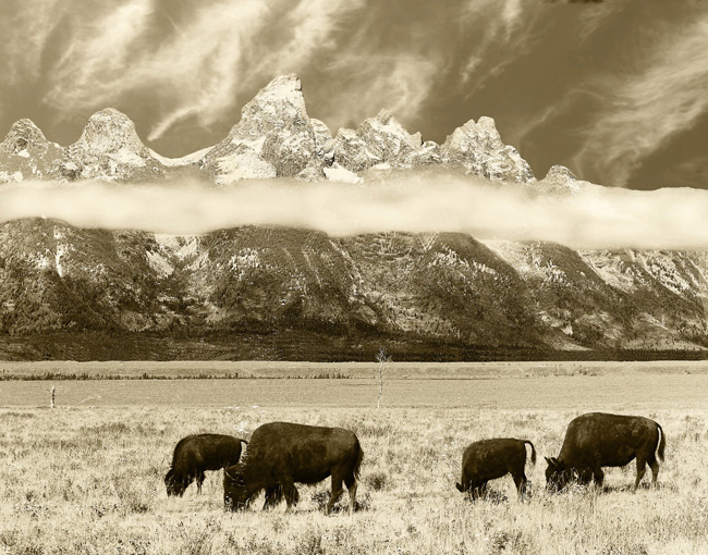 Bison Grazing with Foh-Shrouded Tetons in Background