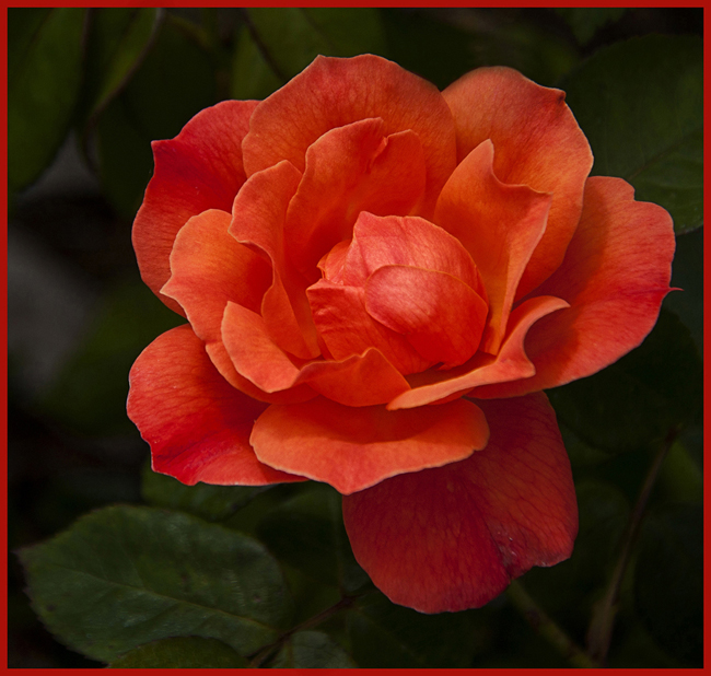 Dark Apricot Colored Rose