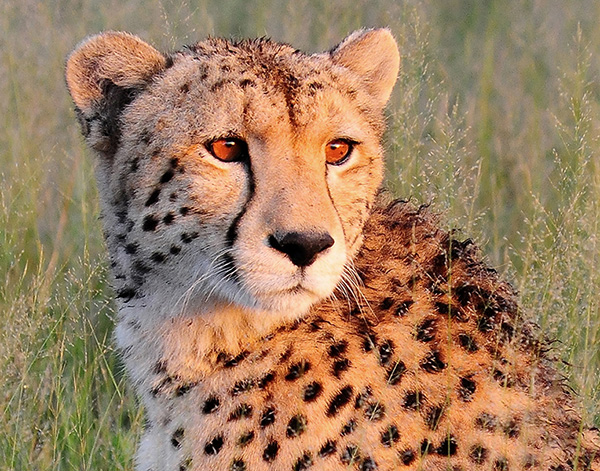 Head and shoulders of a seated cheetah